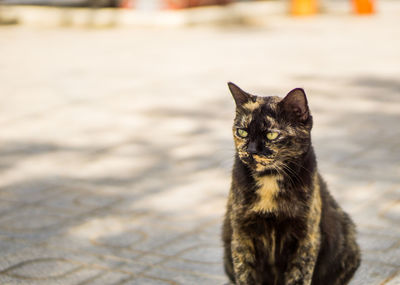 Portrait of cat sitting outdoors