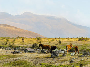 Wild horses near cotopaxi, ecuado
