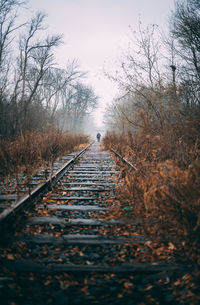 Railroad track passing through forest