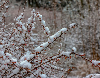 Branches of berberis thunbergii golden ring in winter with red ripe berries. 