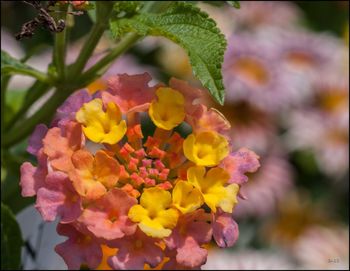 Close-up of yellow flowers blooming outdoors