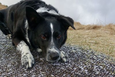 Portrait of dog lying on field