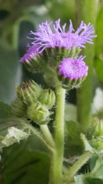 Close-up of purple flowers