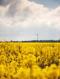 Scenic view of oilseed rape field against sky
