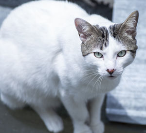 Close-up portrait of white cat