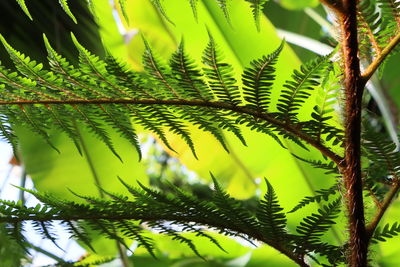 Close-up of palm tree