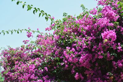 Low angle view of pink flowers blooming against sky