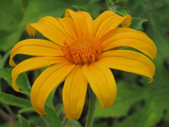 Close-up of yellow flowering plant in park