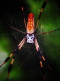 Close-up of spider on web