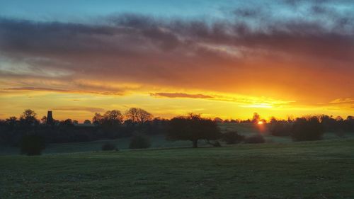 Trees on field against orange sky