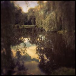 Reflection of trees in water