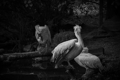 View of birds in the forest