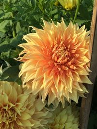 Close-up of orange dahlia blooming outdoors