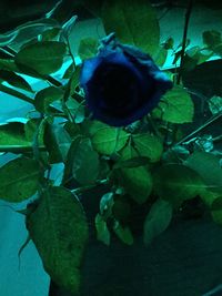 Close-up of rose plant