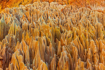 Full frame shot of dry leaf in desert