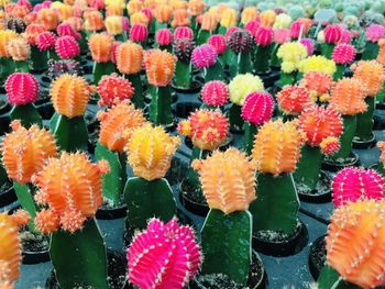 Close-up of multi colored flowering plants