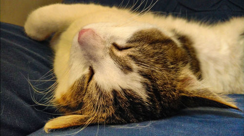 Close-up of cat sleeping on bed