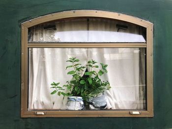 Close-up of potted plant on window