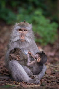 Monkeys in ubud monkey forest, bali.
