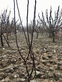 Bare trees in forest against sky
