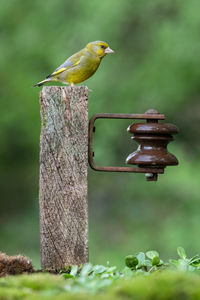 Greenfinch perched on an old post with metal fixing