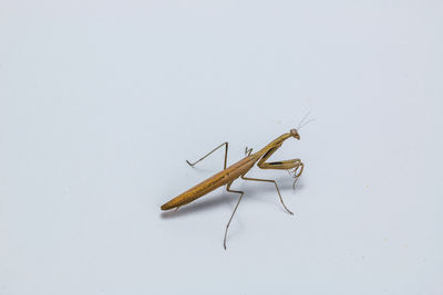 Close-up of insect on white background