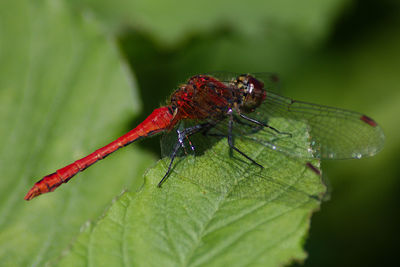 Close-up of a dragonfly on leaf