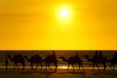 Silhouette people on camels at beach against sky during sunset