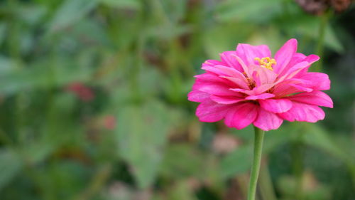 Close-up of pink flowering plant