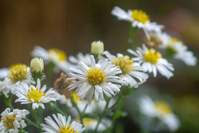 Close-up of white daisy flowers