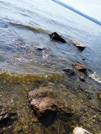 High angle view of turtle in sea