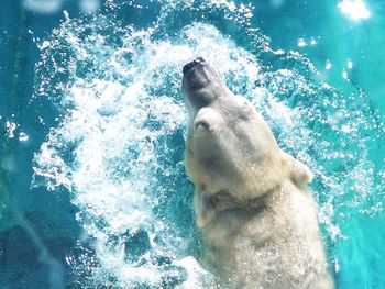 High angle view of seal swimming in sea