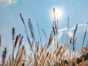 Low angle view of stalks against sky