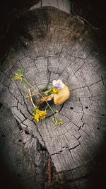 High angle view of mushrooms growing on tree stump