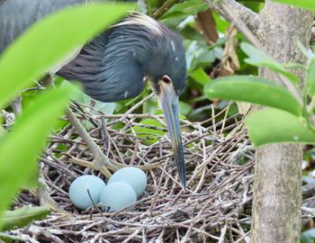 Close-up of bird in nest