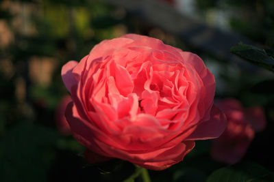 Close-up of red rose