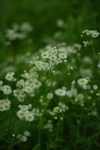 Close-up of white daisy flowers