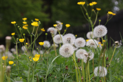 Close-up of yellow dandelion flowers on field