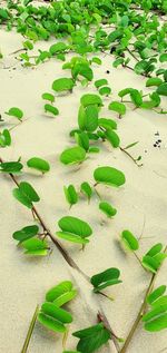 High angle view of ivy growing on sand