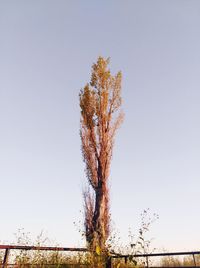 Tree against sky during autumn