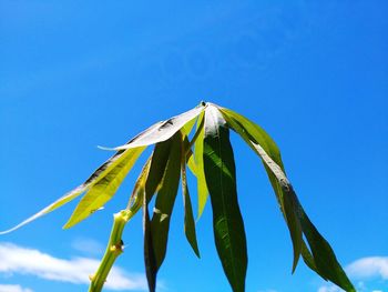 Low angle view of leaves against blue sky