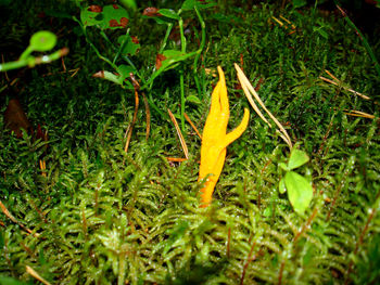 Close-up of plant growing on field