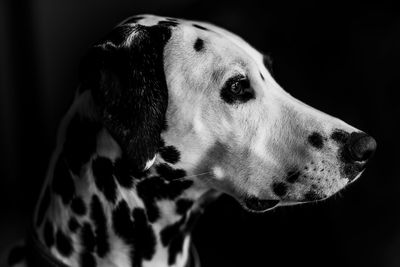 Close-up of a dog looking away