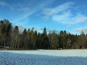 Trees growing in forest against sky during winter