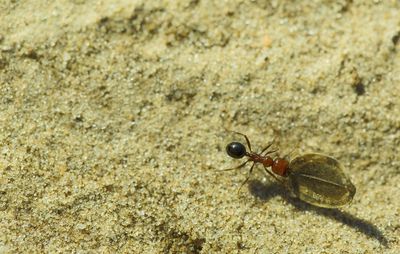 High angle view of insect on sand
