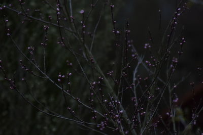 Close-up of wet plants during rainy season