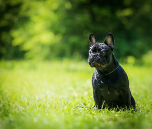 Dog looking away on field