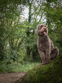 Dog sitting on land in forest