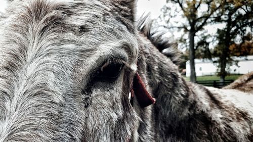 Close-up of horse