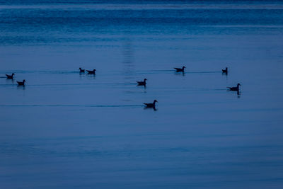 People swimming in sea